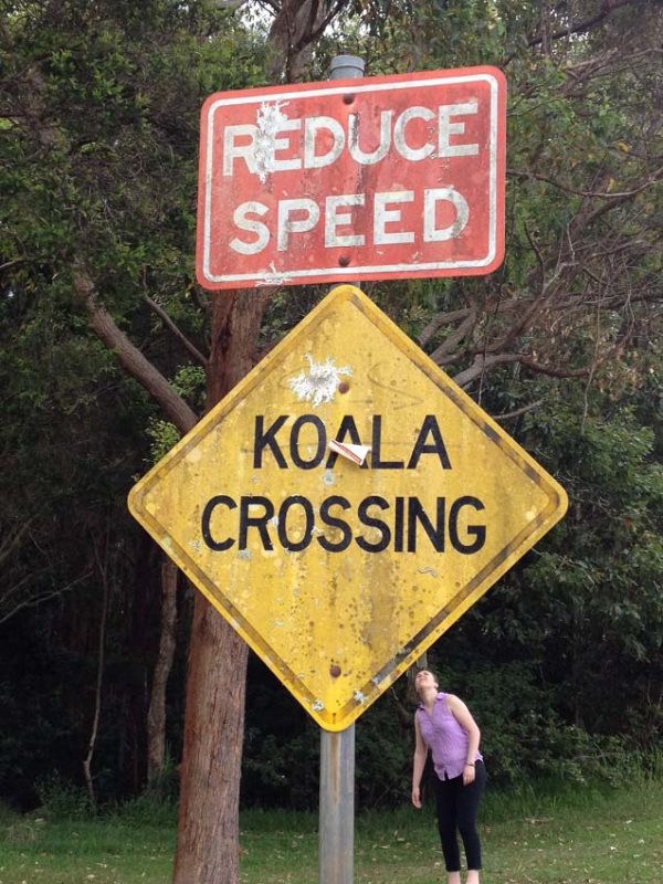 Koalas crossing