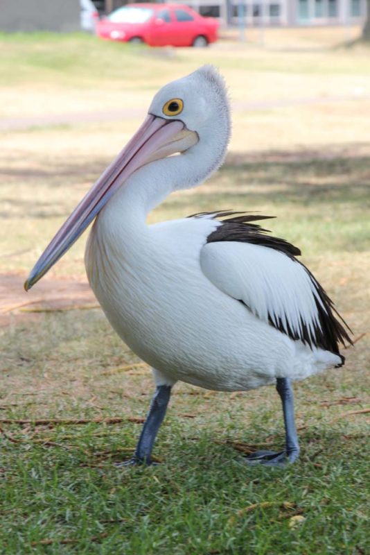 A pelican in town at Port Macquarie
