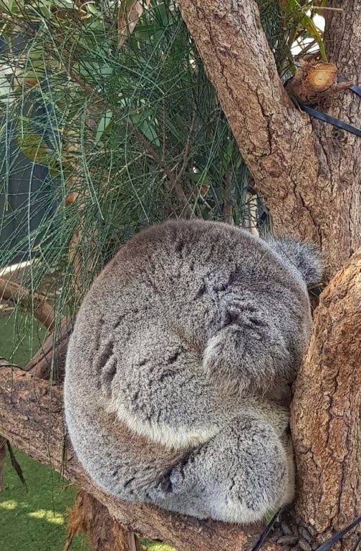 A koala sleeping at the koala hospital