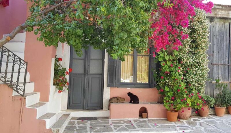 A picture of a Greek village with bouganvillea and cats