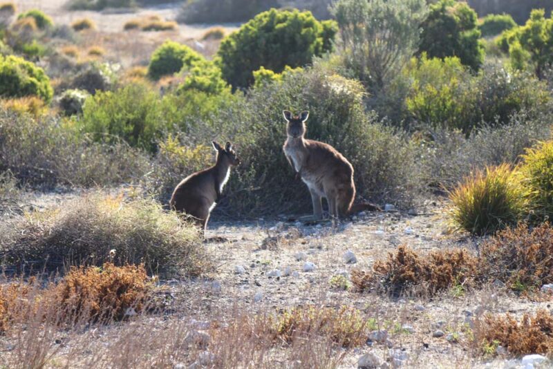 Kangaroos on kangaroo Island.