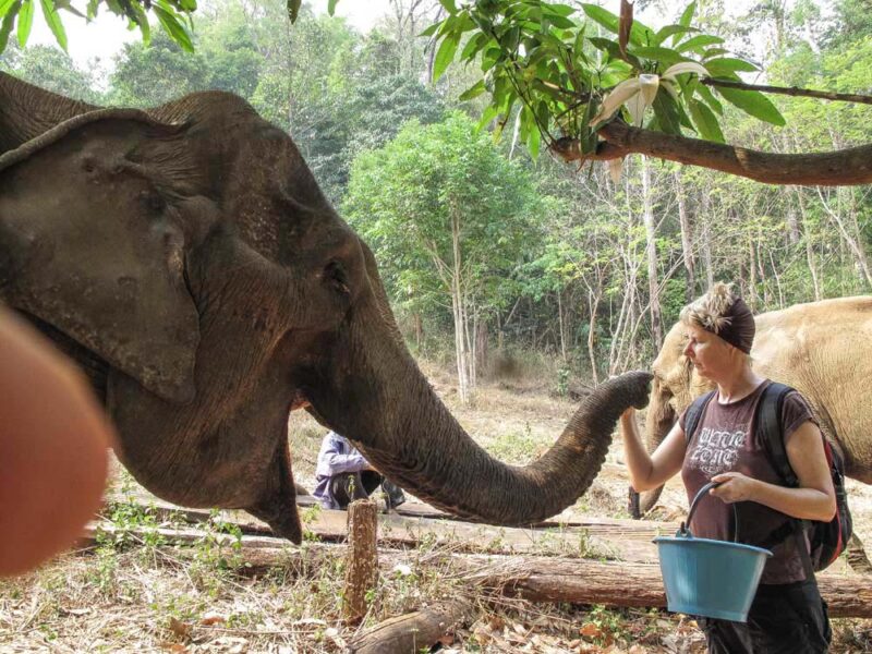 feeding elephants in cambodia. Unpackking normality after travelling